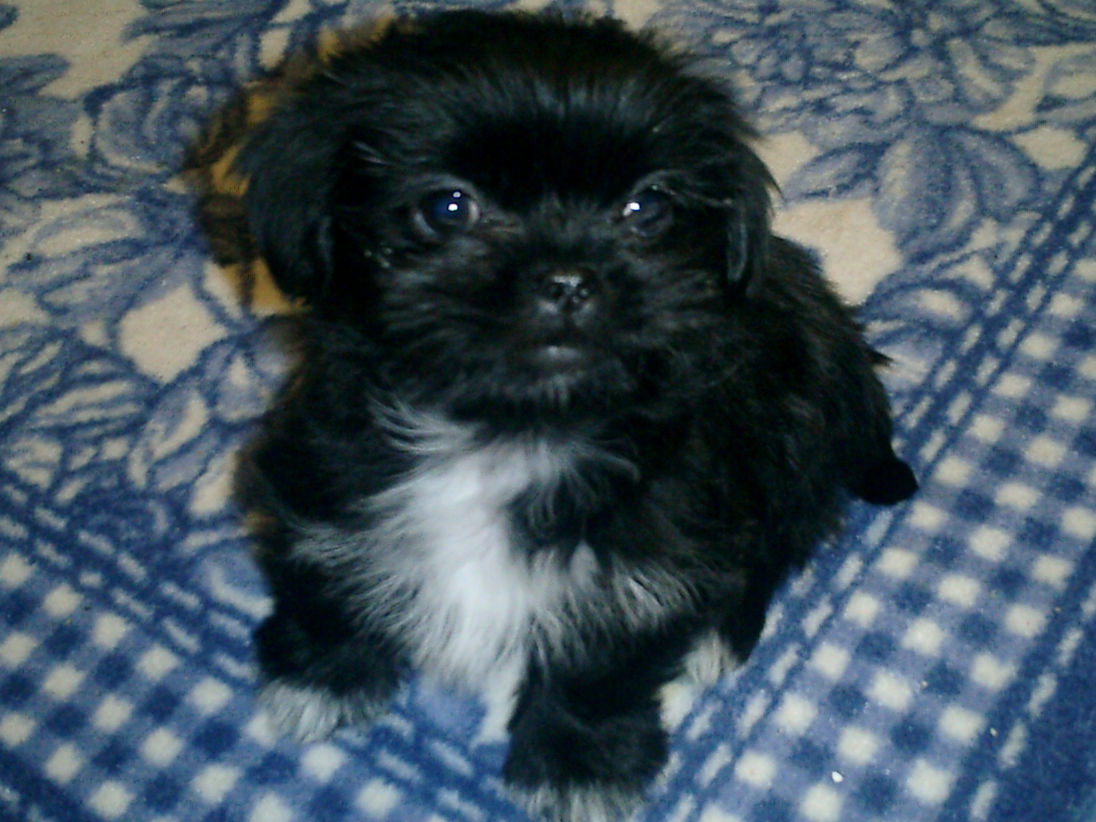 Ollie